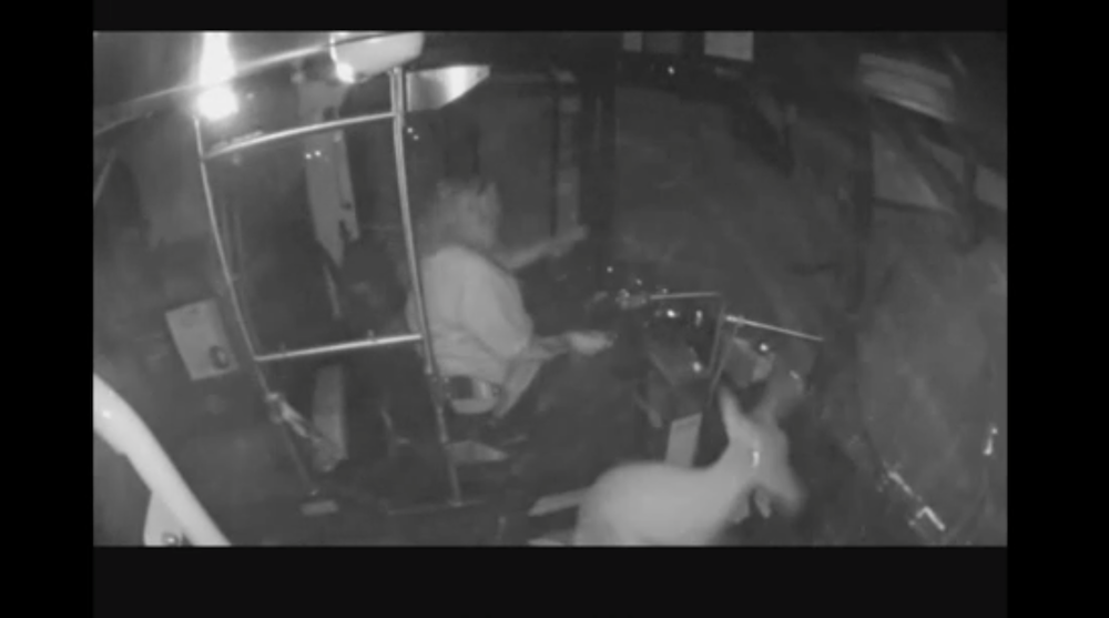 Deer crashes through window of city bus - Vimarsana News